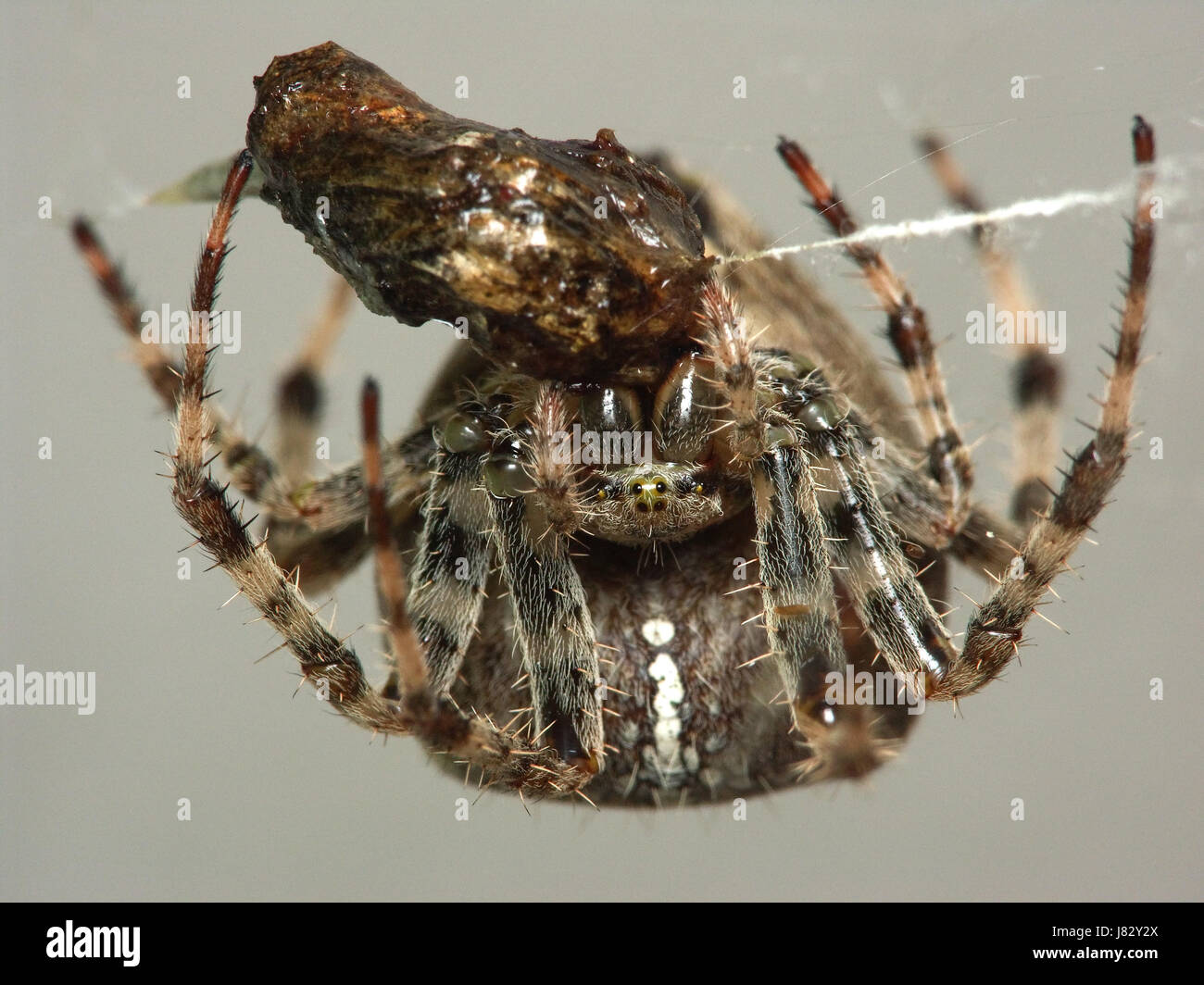 Close up captures spider hi-res stock photography and images - Alamy
