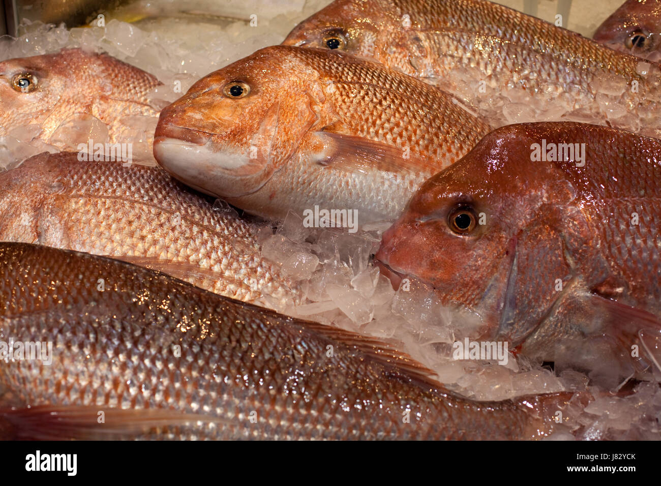 Kinmedai (golden eye snapper), WestCoastToFarEast