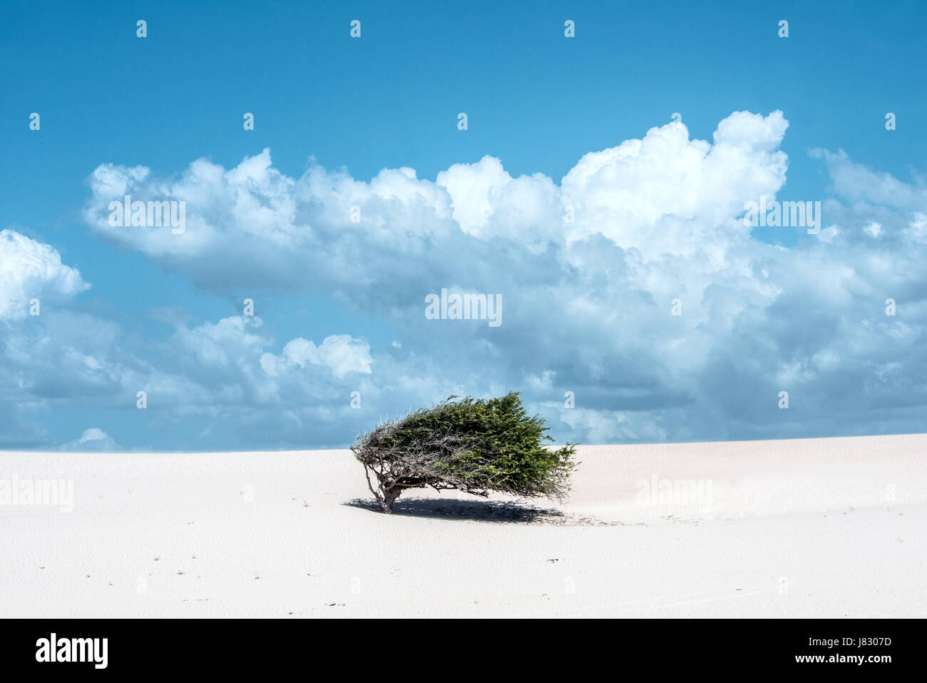 Lonely tree-flag in the desert on the way to the national park Jericoacoara, Ceara state, Brazil Stock Photo