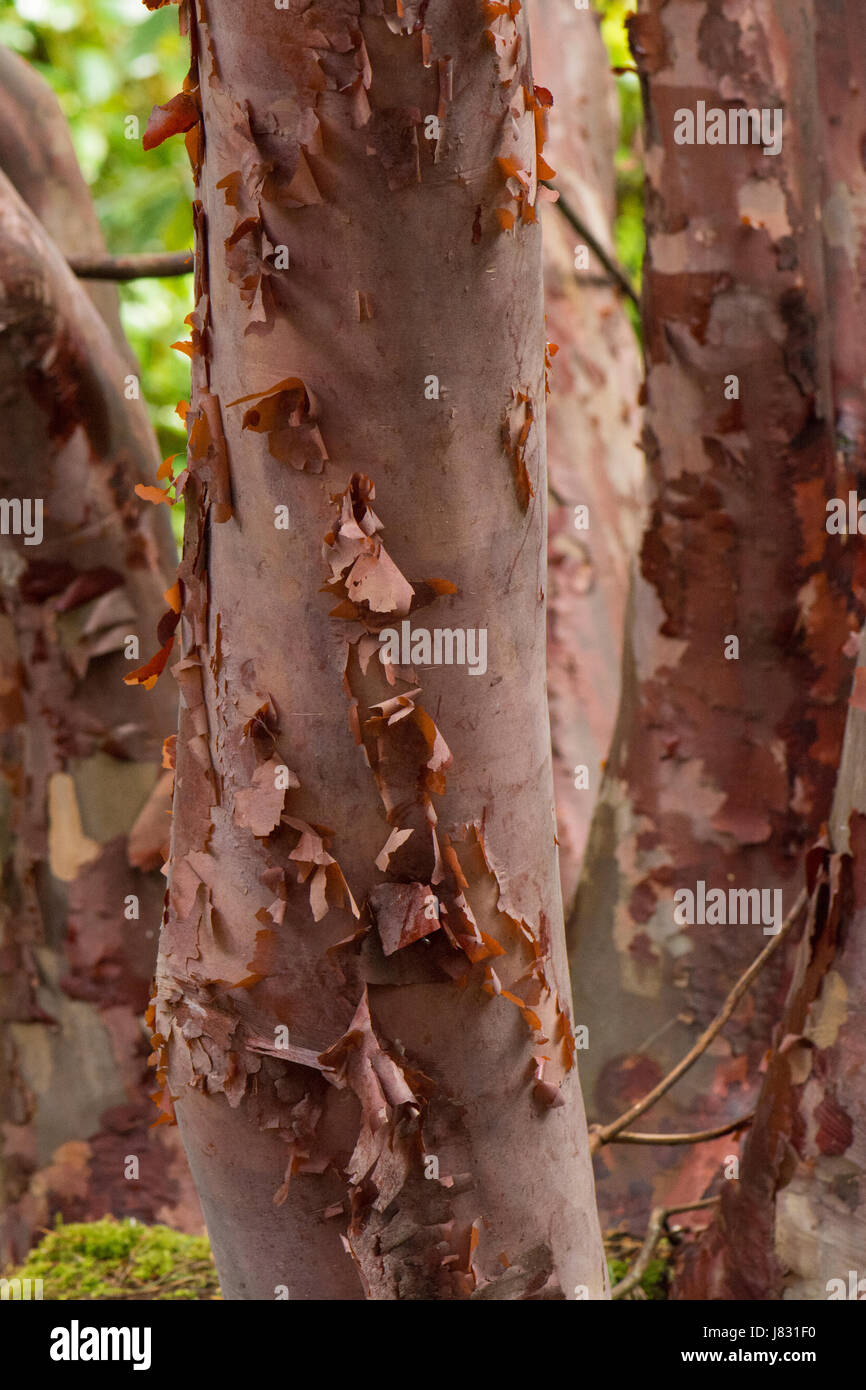 Rhododendron  Barbatum - peeling bark Stock Photo