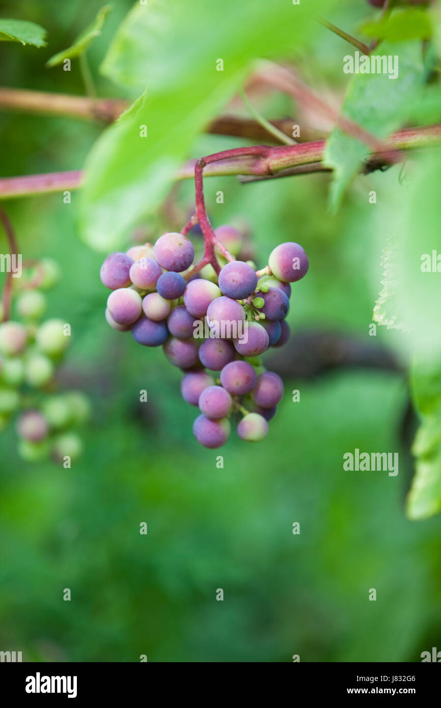 leaf sweet culture closeup agriculture farming horizontal branch