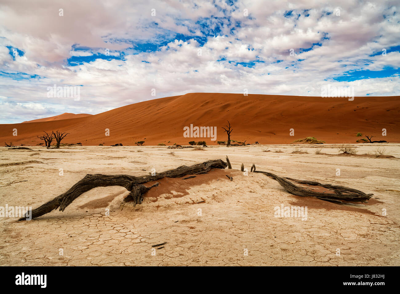 Deadvlei dead tree hi-res stock photography and images - Alamy