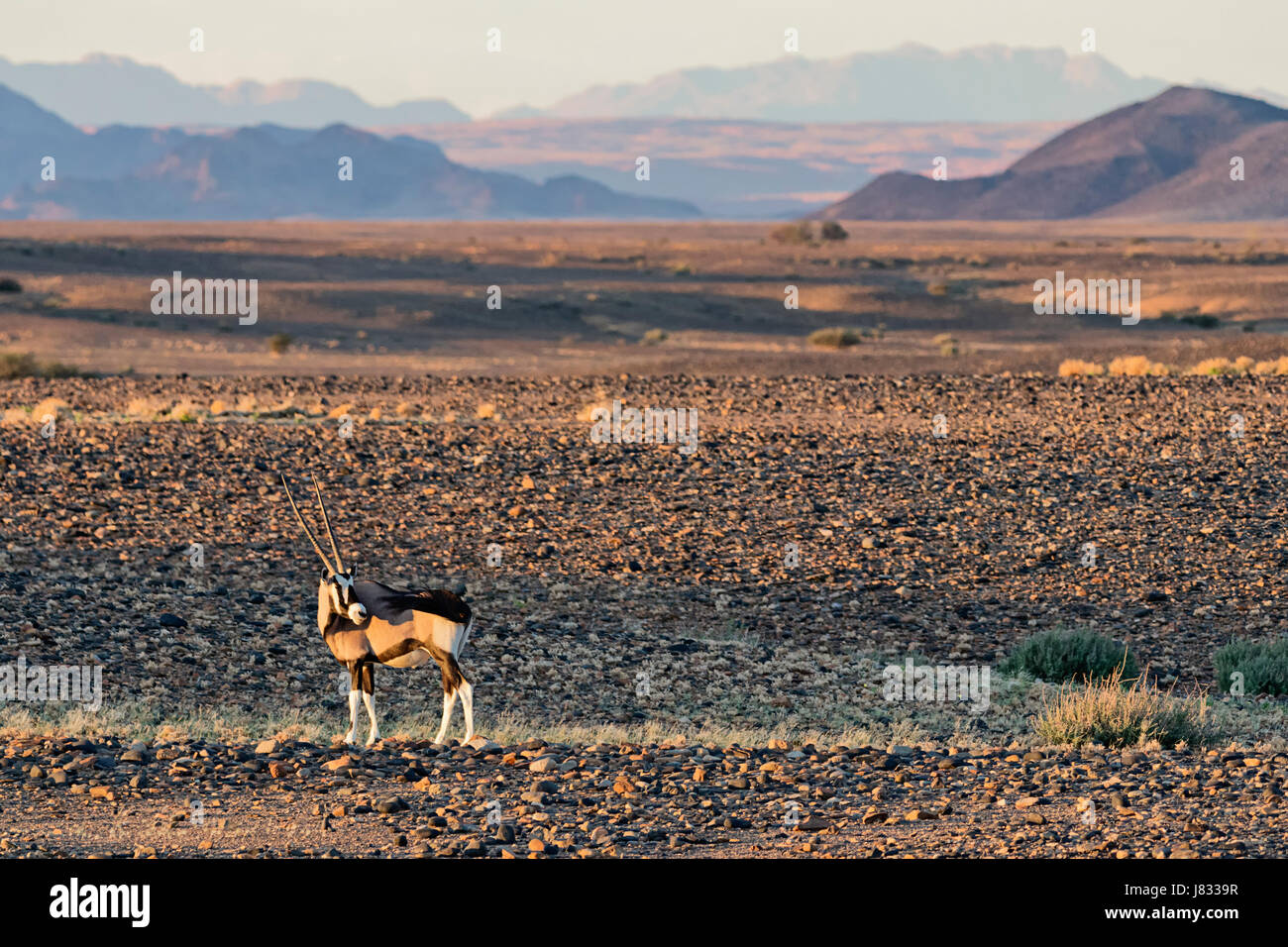 Namibian national animal hi-res stock photography and images - Alamy