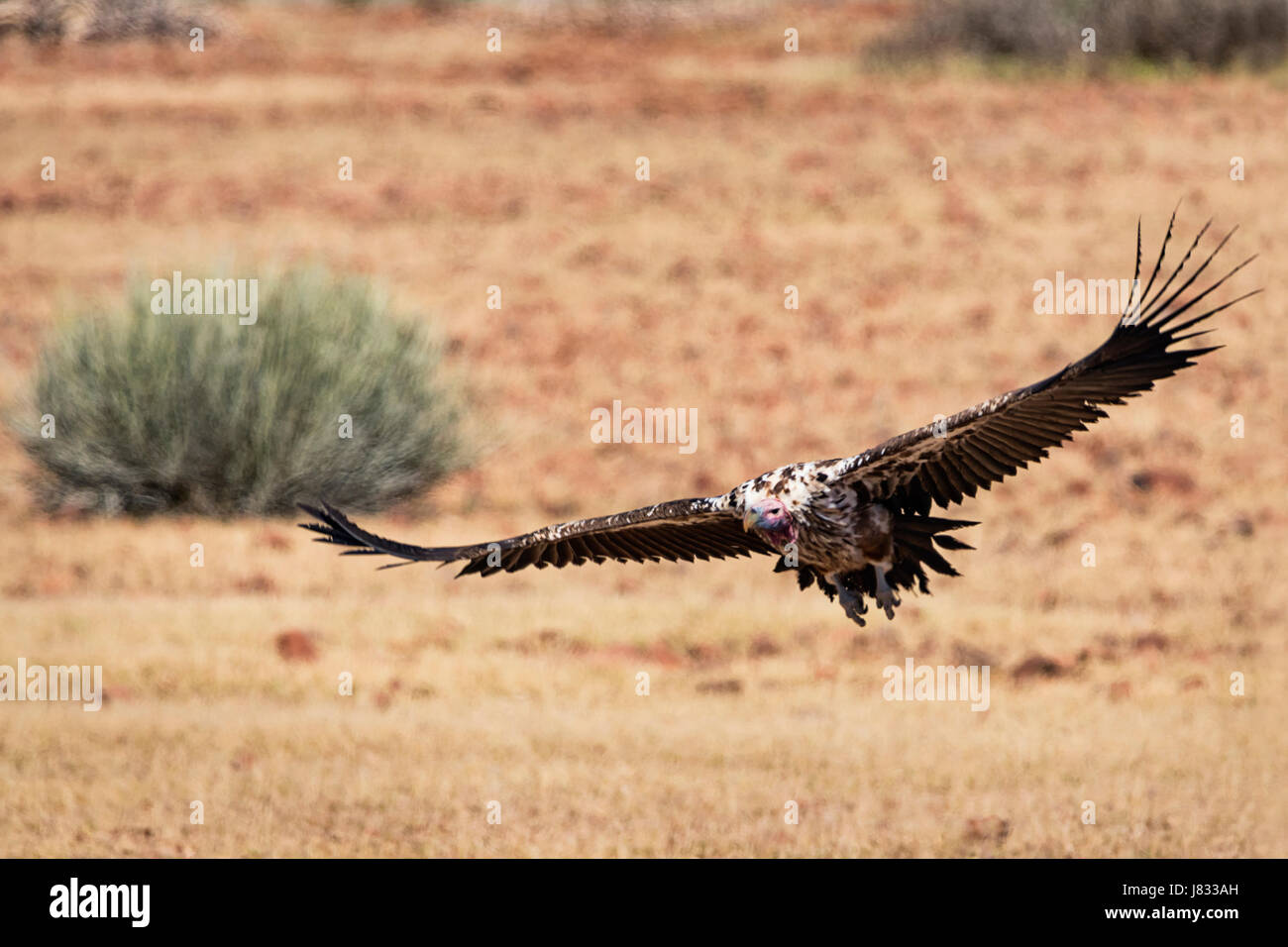 Palmwag Vulture Stock Photo