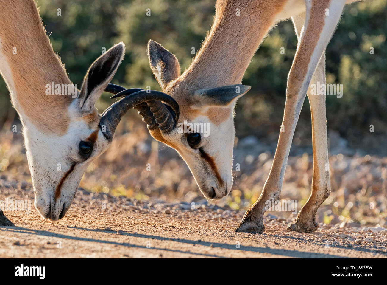 Thompson's gazelle horns hi-res stock photography and images - Alamy