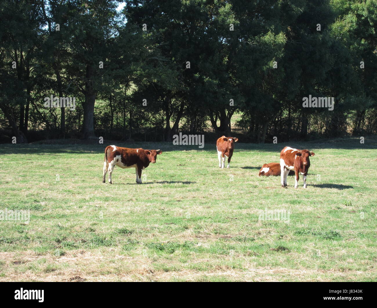 Cows in meadows Stock Photo - Alamy