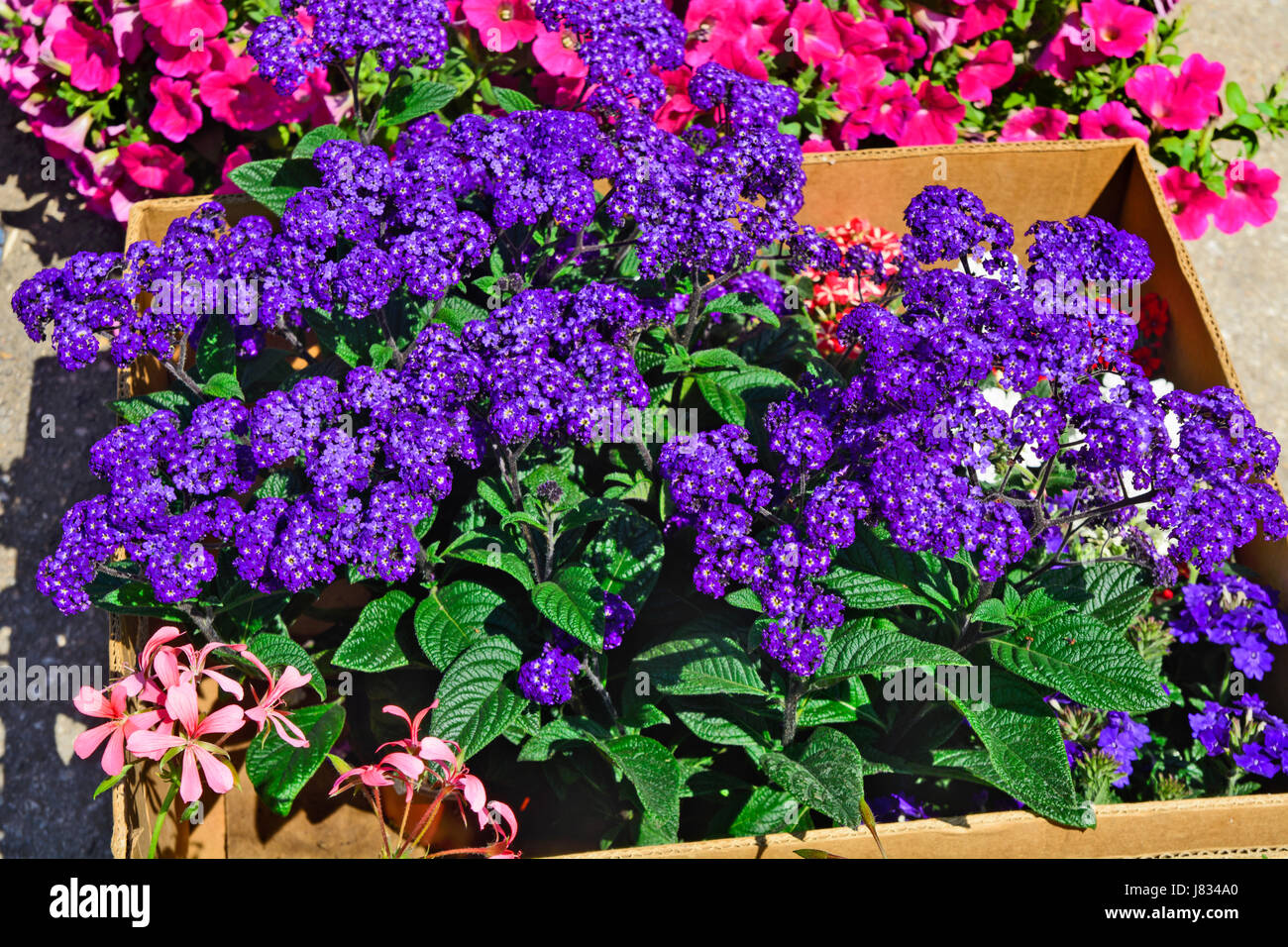 Beautiful, fragrant bouquet Heliotropium arborescens  flowers at the market waiting for customers. Stock Photo