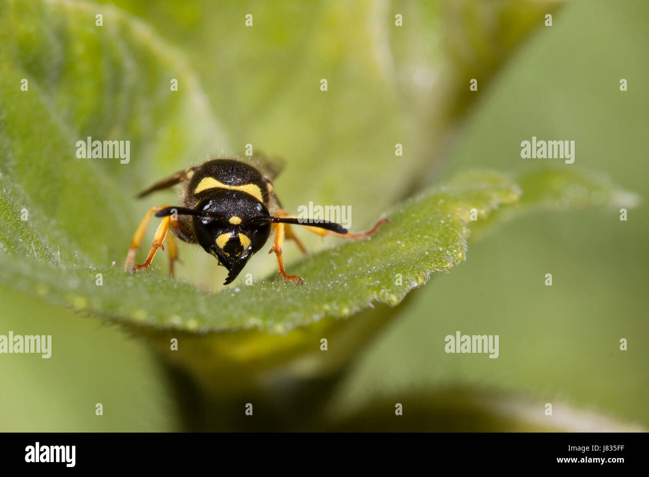 wasp on leaf Stock Photo - Alamy
