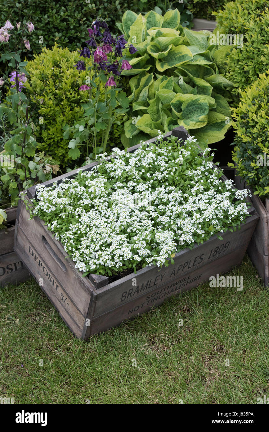 Lobularia maritima. Sweet alyssum / Sweet alison flowers on a wooden crate at a spring flower show. UK Stock Photo