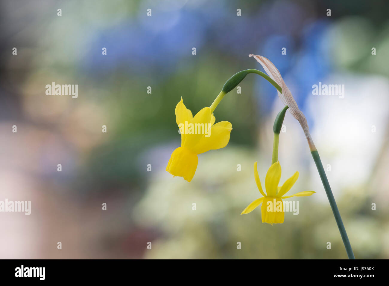 Narcissus 'Solveigs song'. Miniature Daffodil flowers Stock Photo