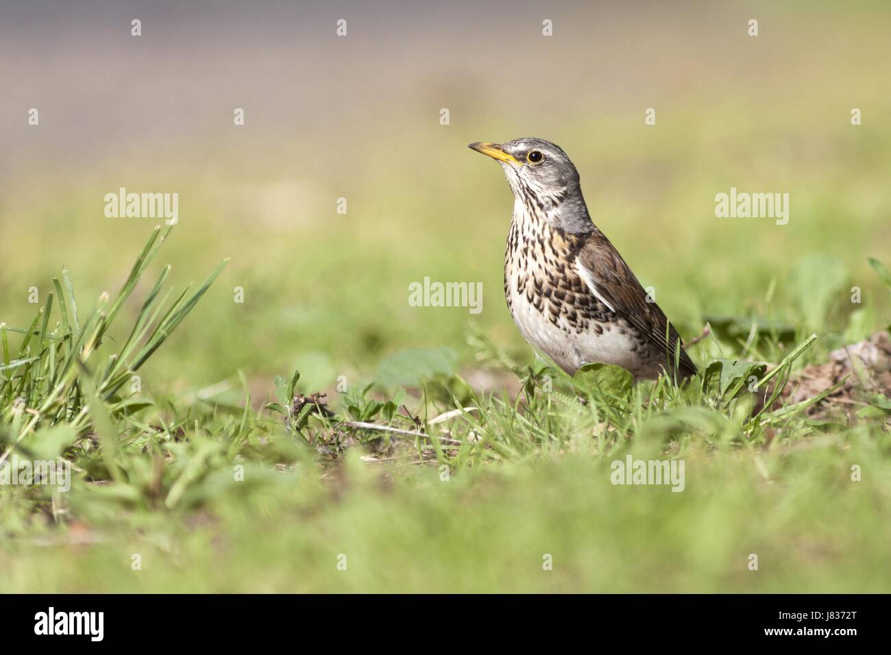 fieldfare Stock Photo