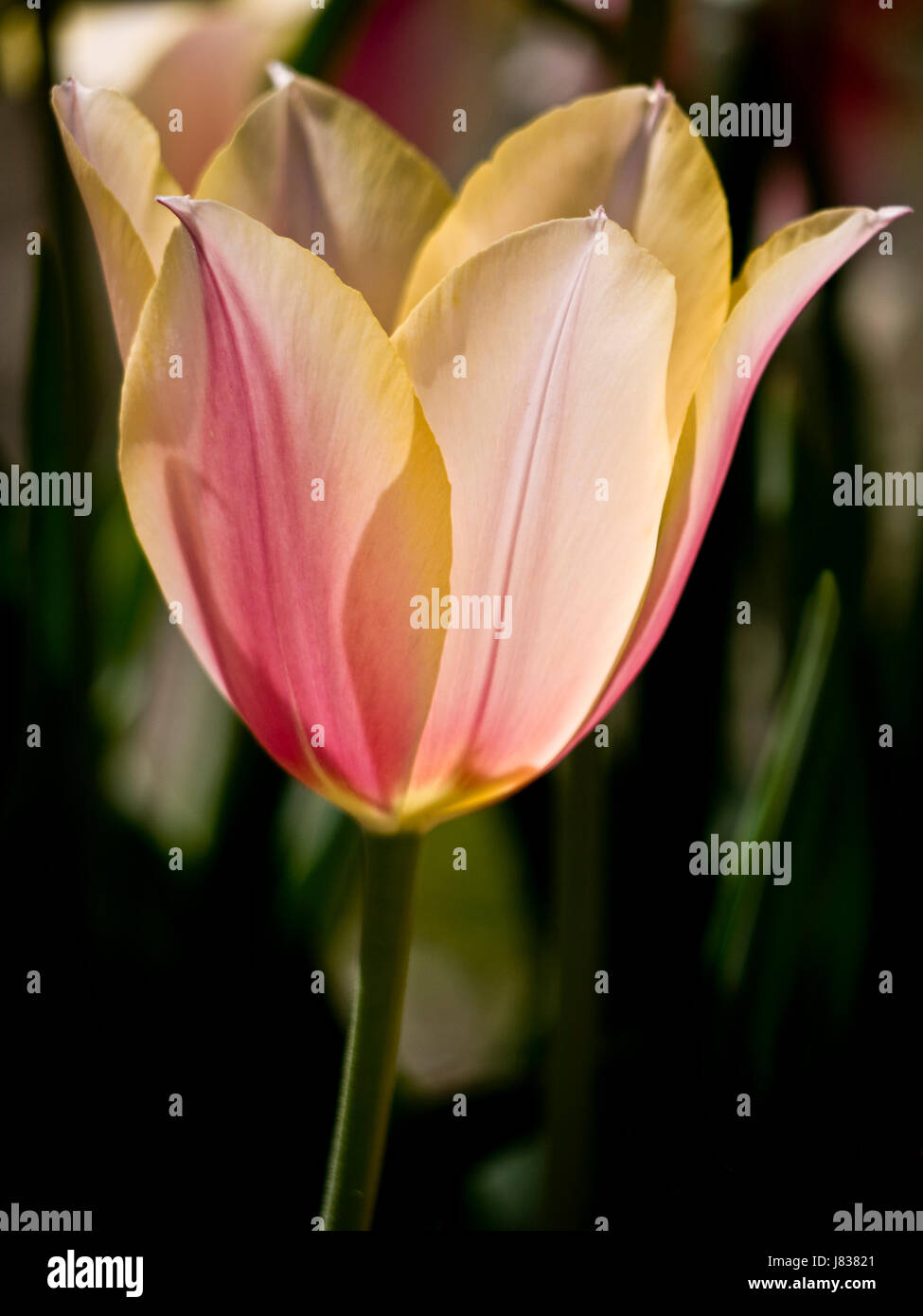 Tulip Blushing Lady Stock Photo Alamy