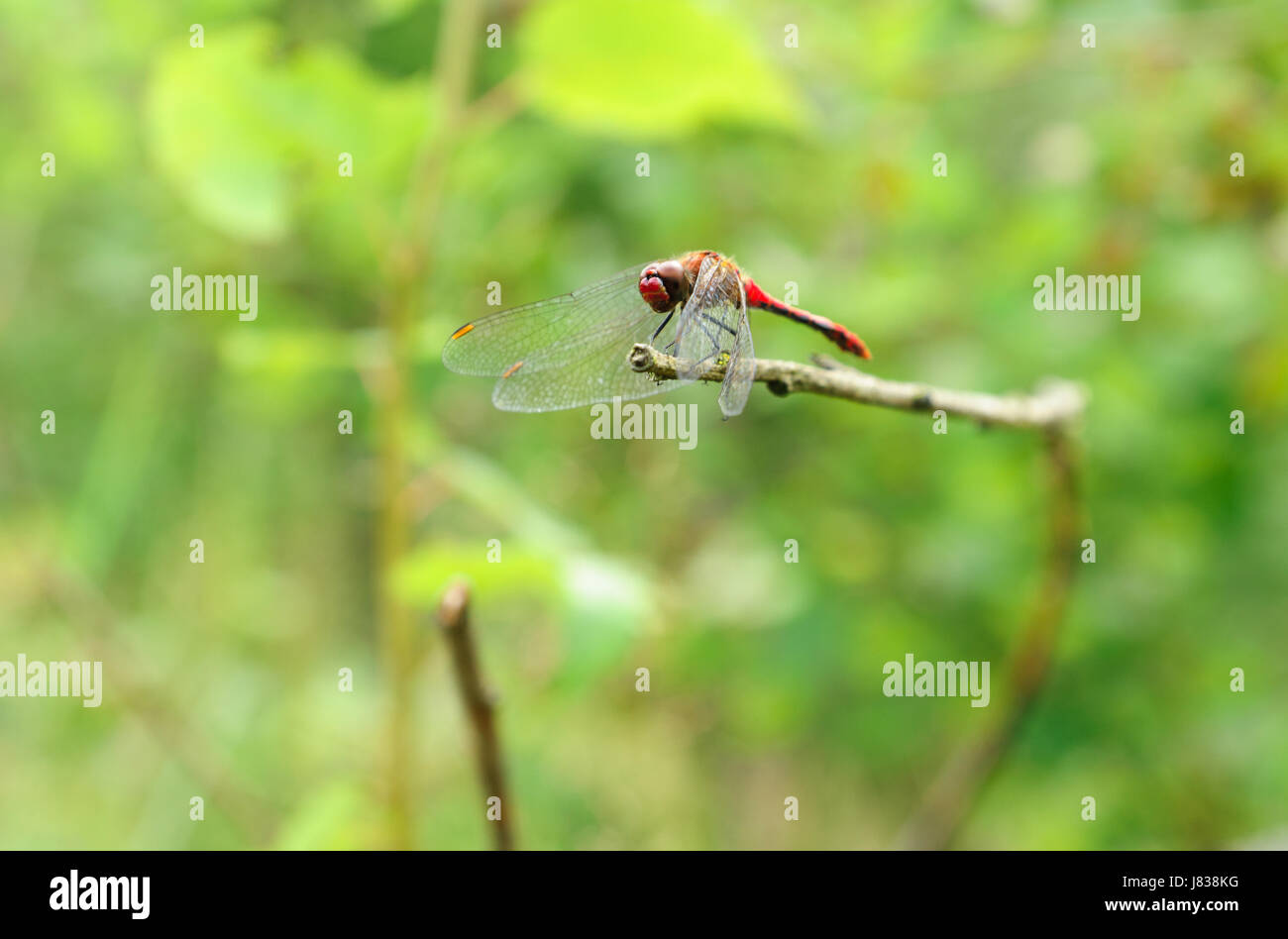 wild dragonfly resting on a branch in the forest Stock Photo - Alamy