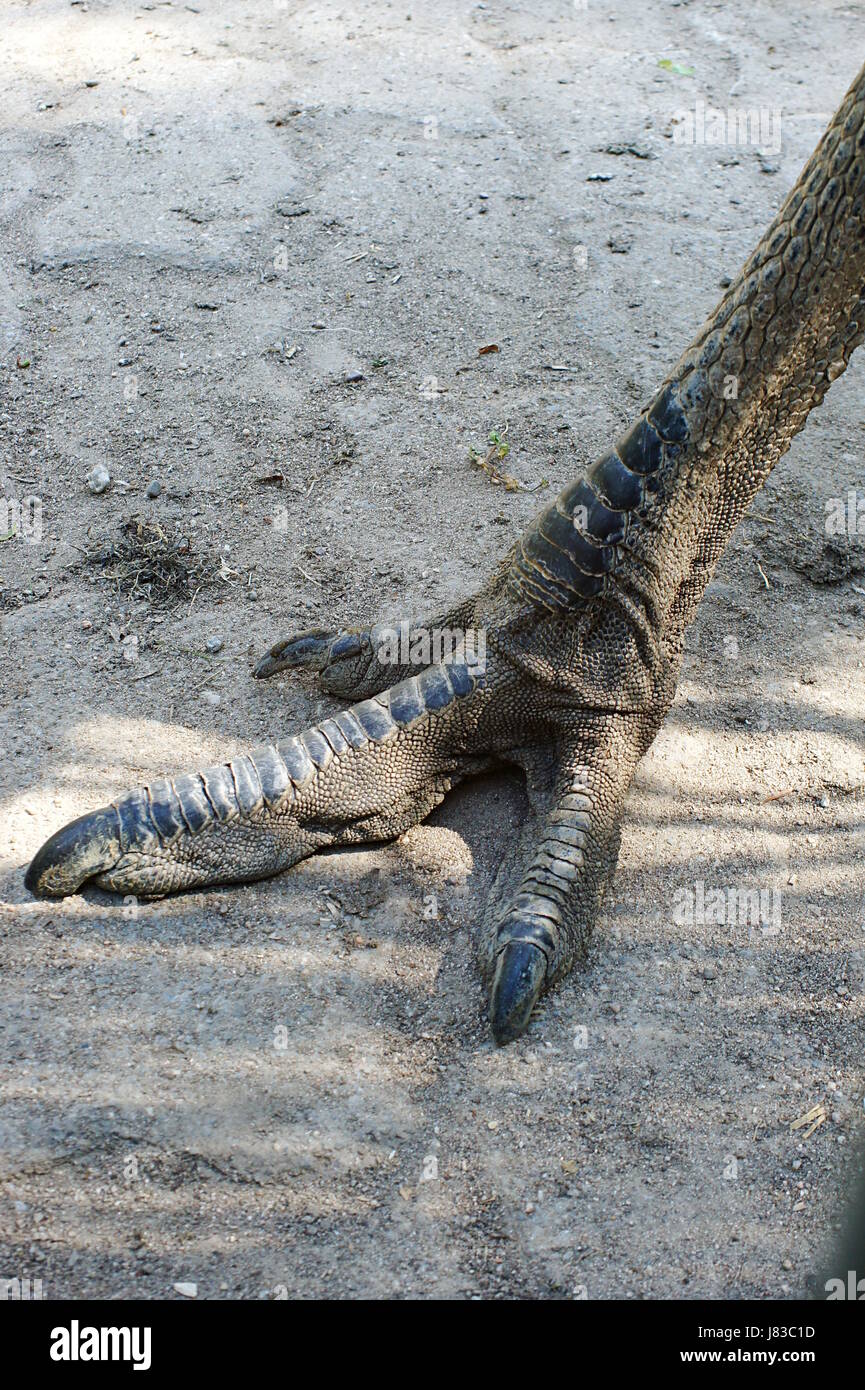 legs skin toes claws bone nail horny skin emu nails legs animal bird