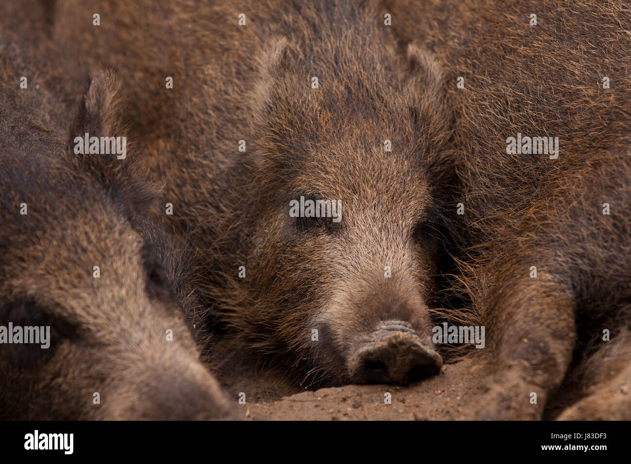 wild animals salvaged group certainty assurance common conjunct together detail Stock Photo