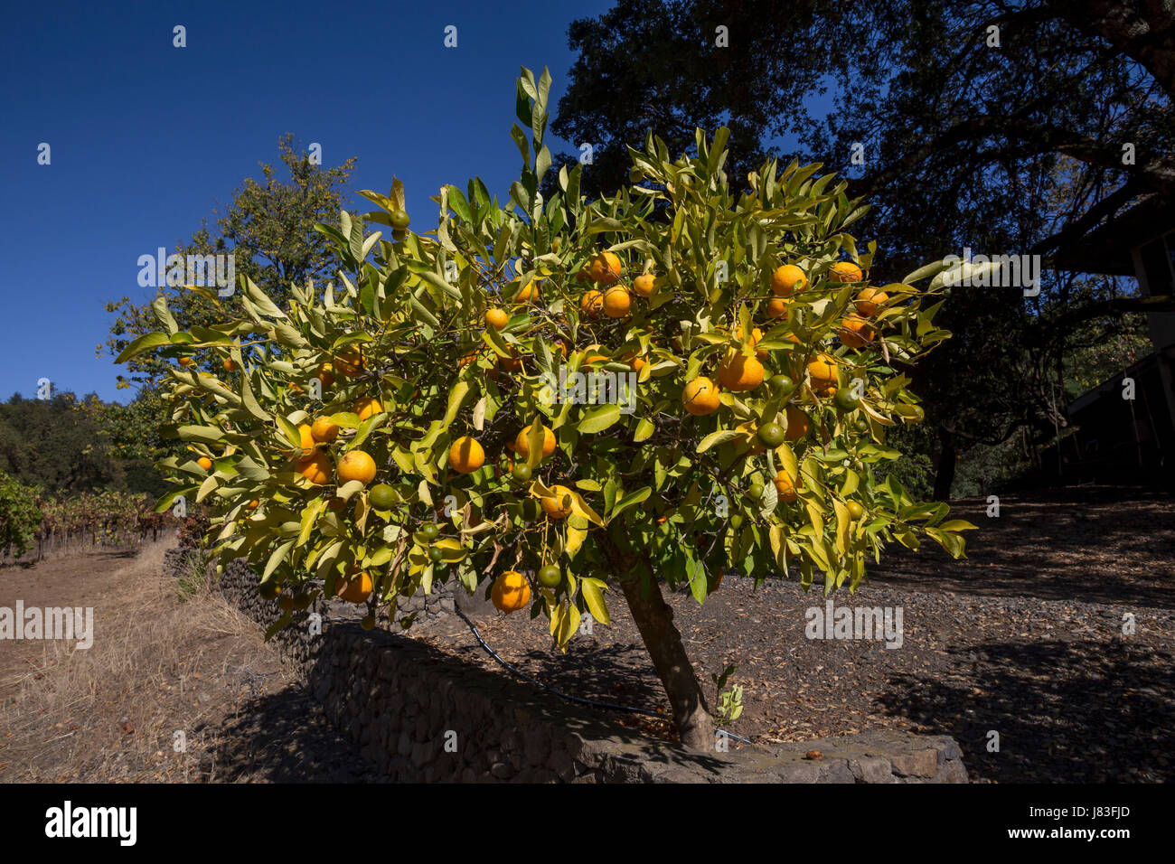 mandarin-limes, Rangpur fruit, School House Vineyard, Saint Helena, Napa Valley, California, United States Stock Photo