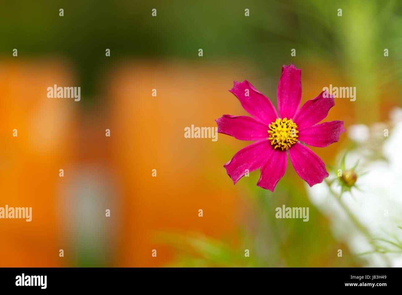 colour garden flower plant summer summerly daisy color floral nature ...