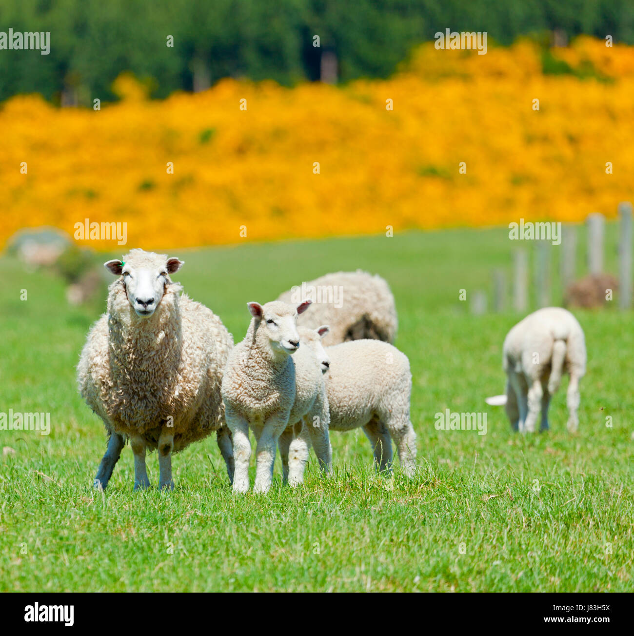 animal agriculture farming sheep farm pasture meadow grass lawn green lamb hill Stock Photo