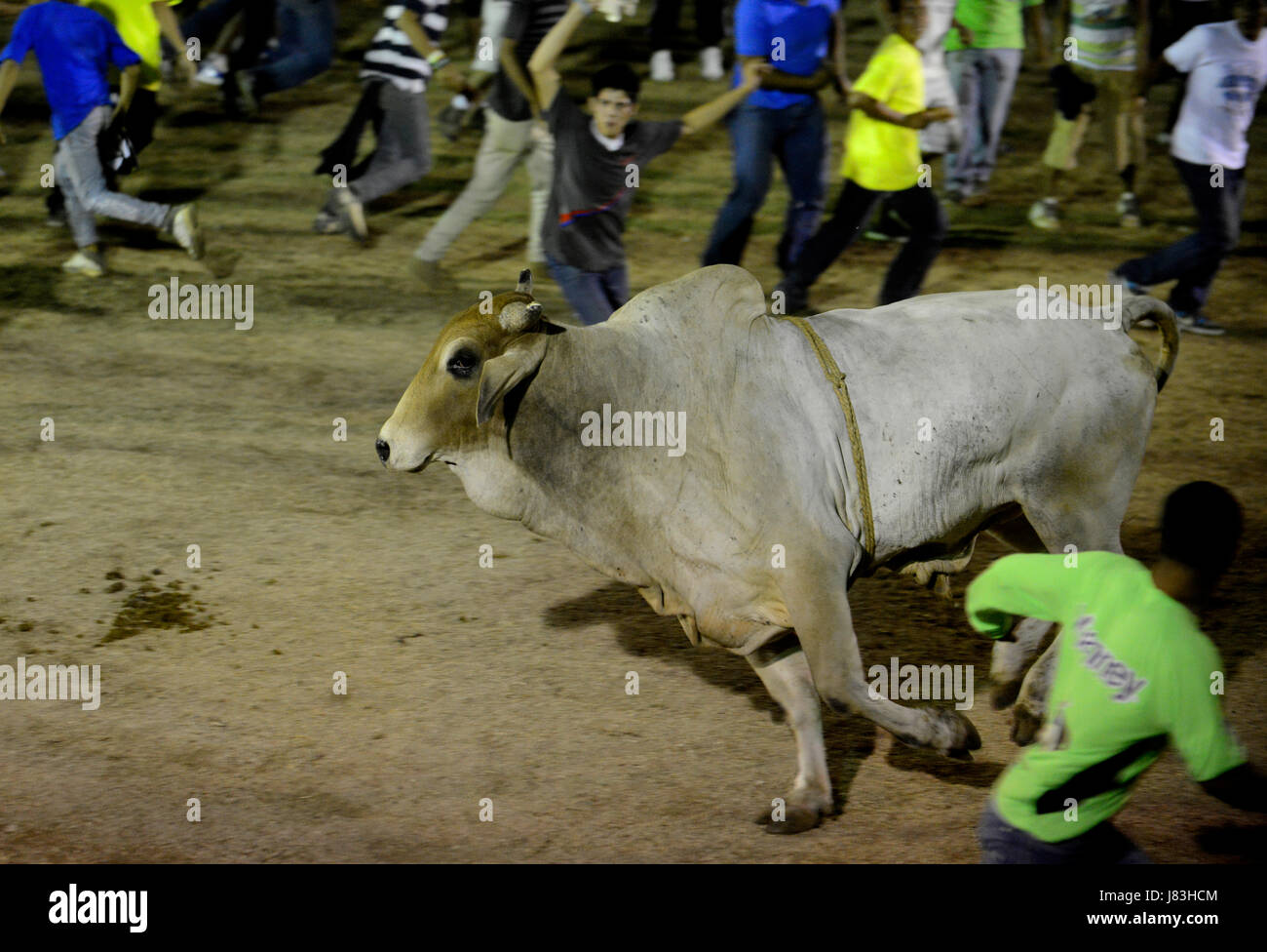 A bull runs in a ring filled with improvised bull fighters, or improvisados, in Nicoya, Costa Rica. Stock Photo