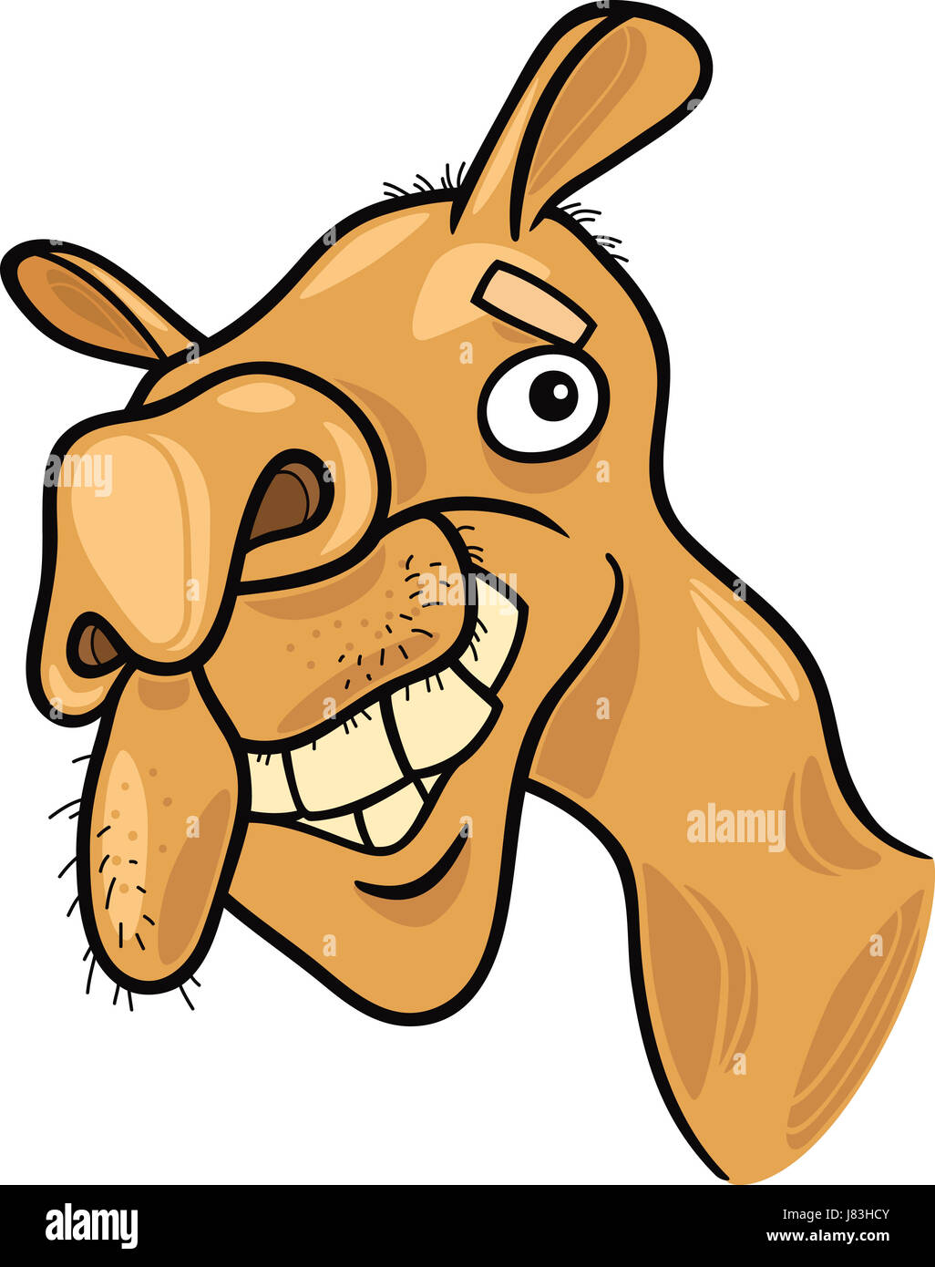 animal asia africa camel illustration funny cartoon laugh laughs laughing twit Stock Photo
