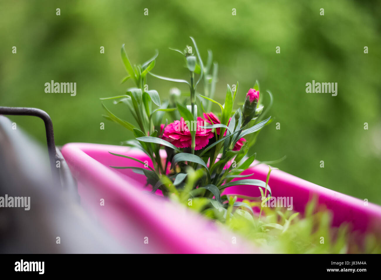 A beautiful spring day, the flowers bloom, pink flowers, pink flower