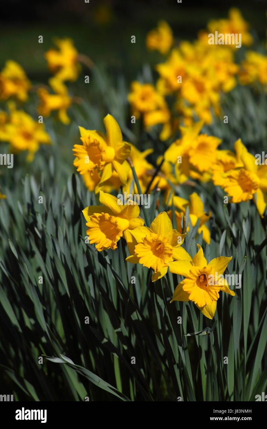 flower plant bloom blossom flourish flourishing spring daffodil narcissus glass Stock Photo