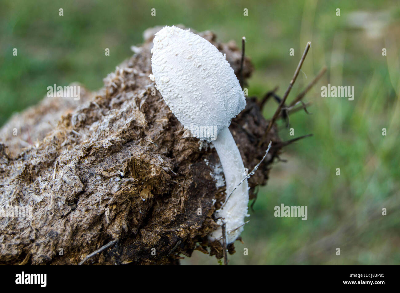 Fungi growing in natural environment, organic natural mushroom formed in animal feces Stock Photo