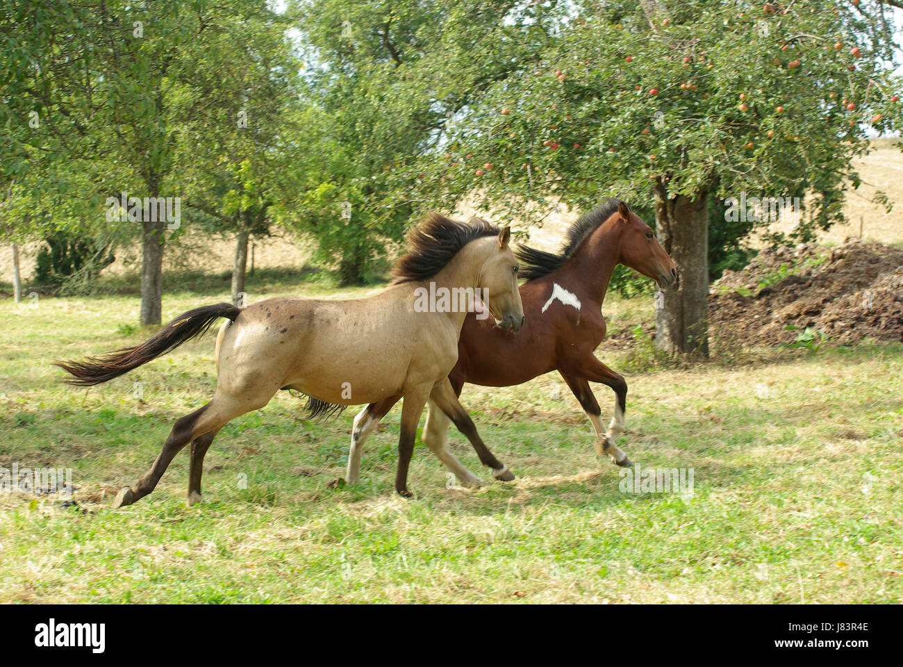 Pferdemachtkmpfe hires stock photography and images Alamy