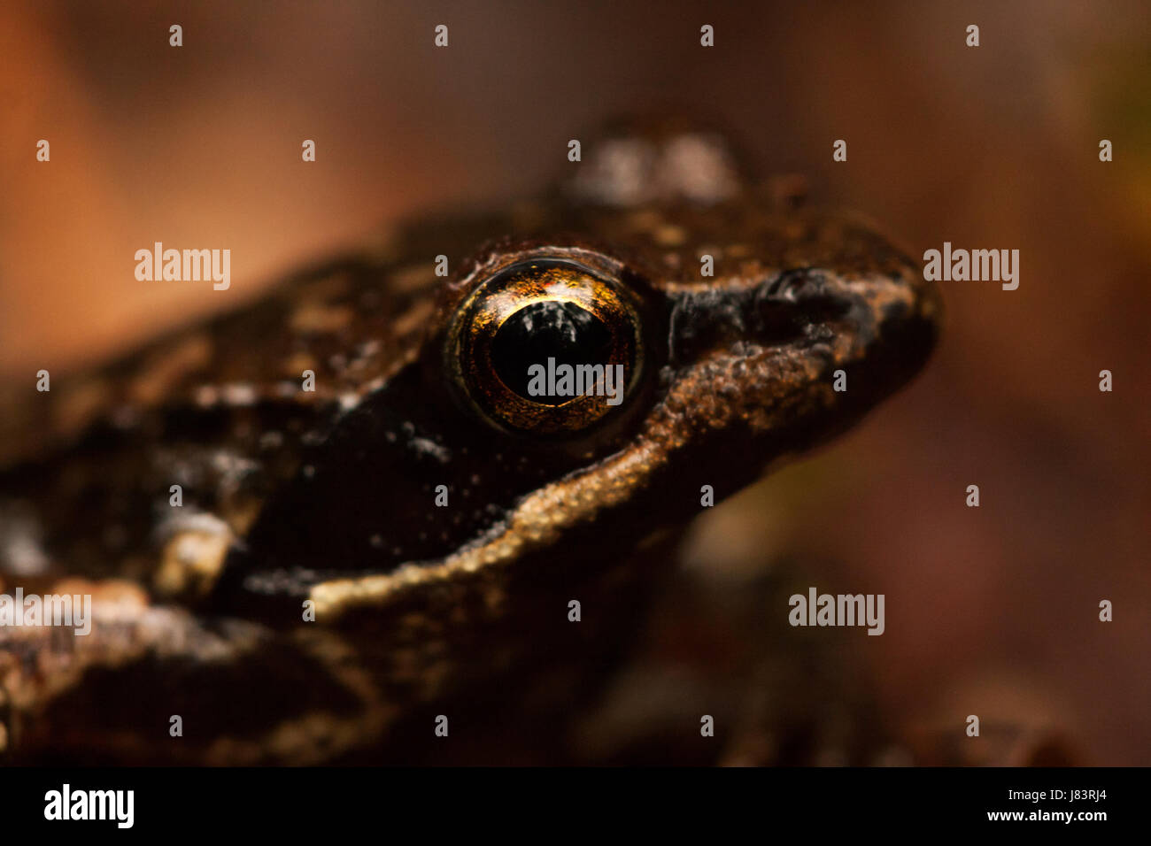 Close up of an Iberian frog (Rana iberica) Stock Photo