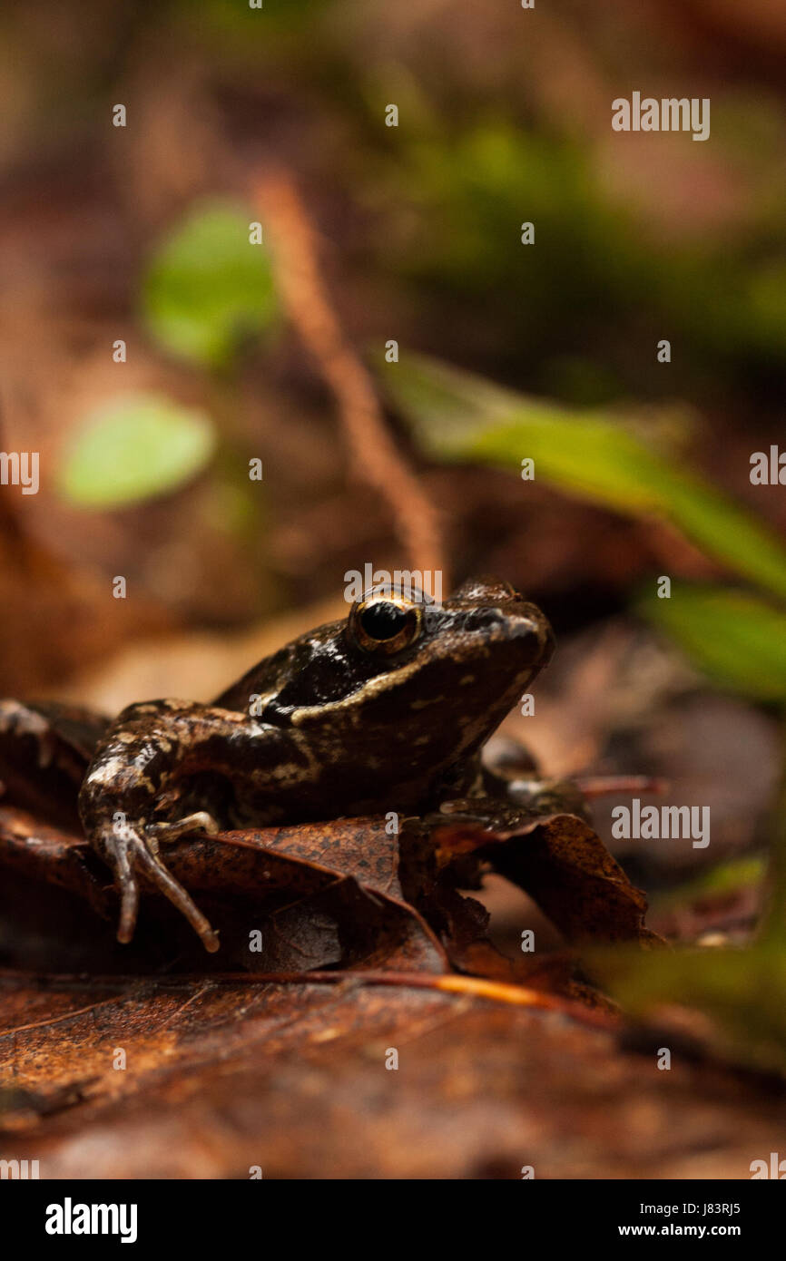 Close up of an Iberian frog (Rana iberica) Stock Photo