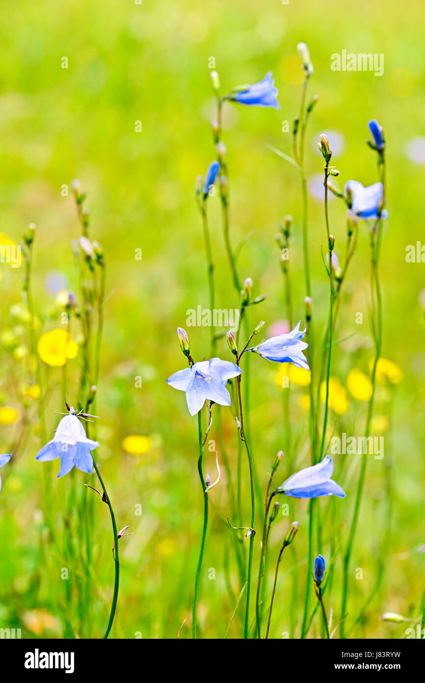 wild flower flowers plant bellflower plants blue flower plant bloom blossom Stock Photo