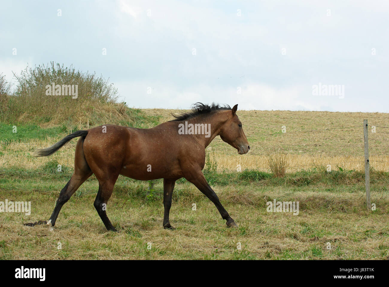 horse brown brownish gallop stallion gait horse mammal brown