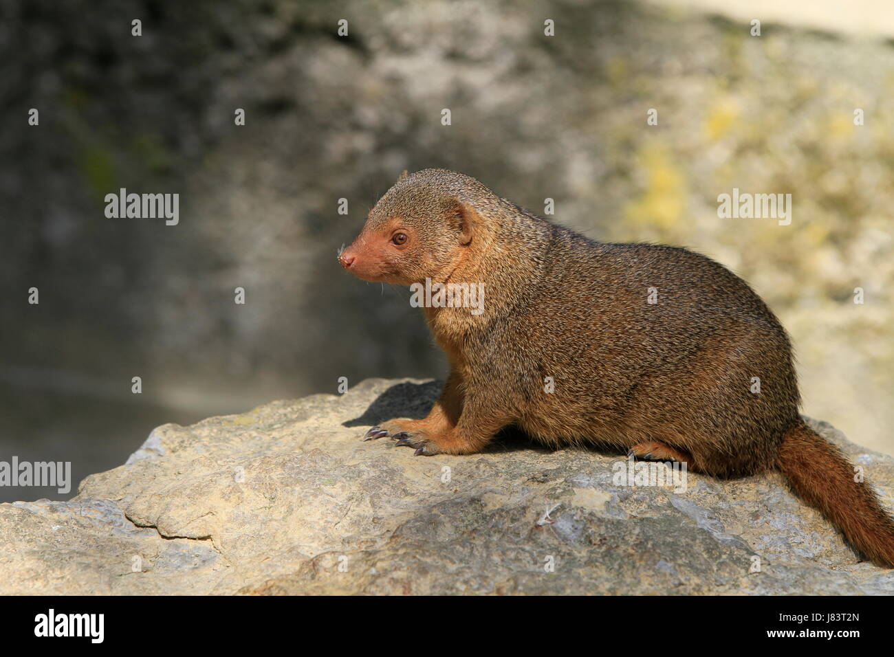 mammal brown brownish brunette predator dwarf feline pussycat cat ...