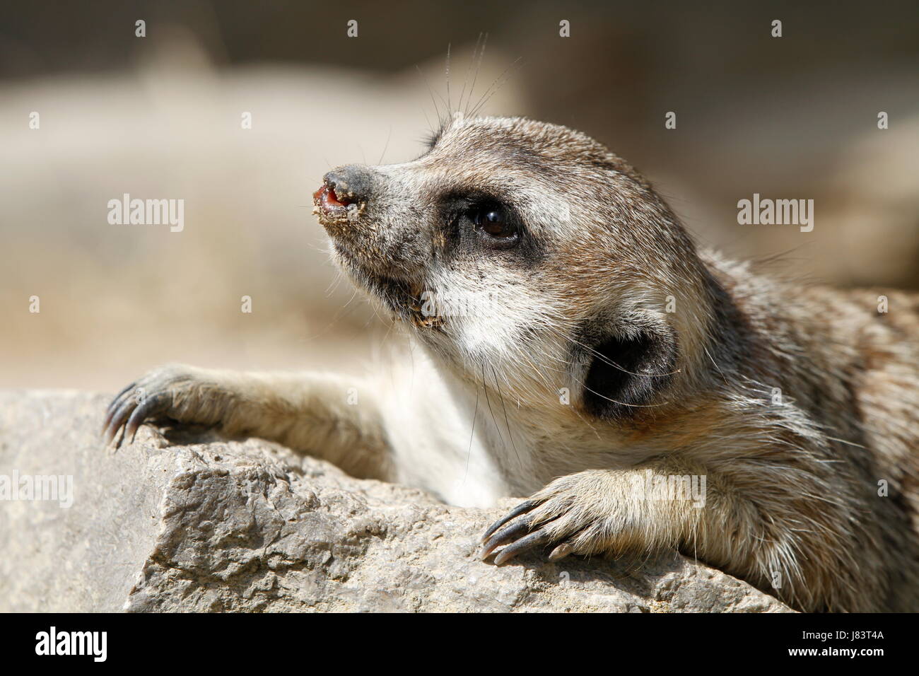 meerkats in close Stock Photo