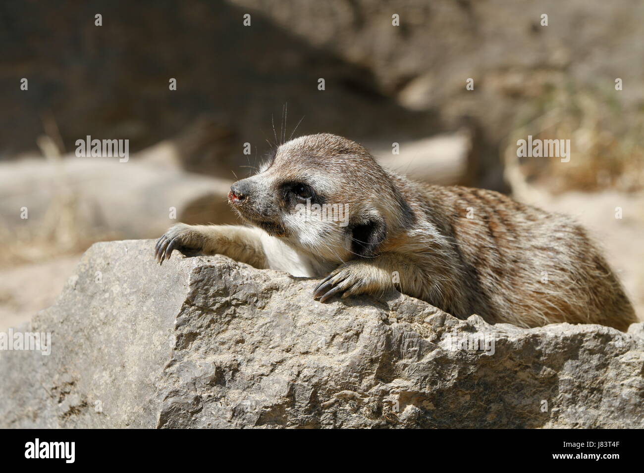 portrait animal portrait nose male meerkat meerkats head mammal ground soil Stock Photo