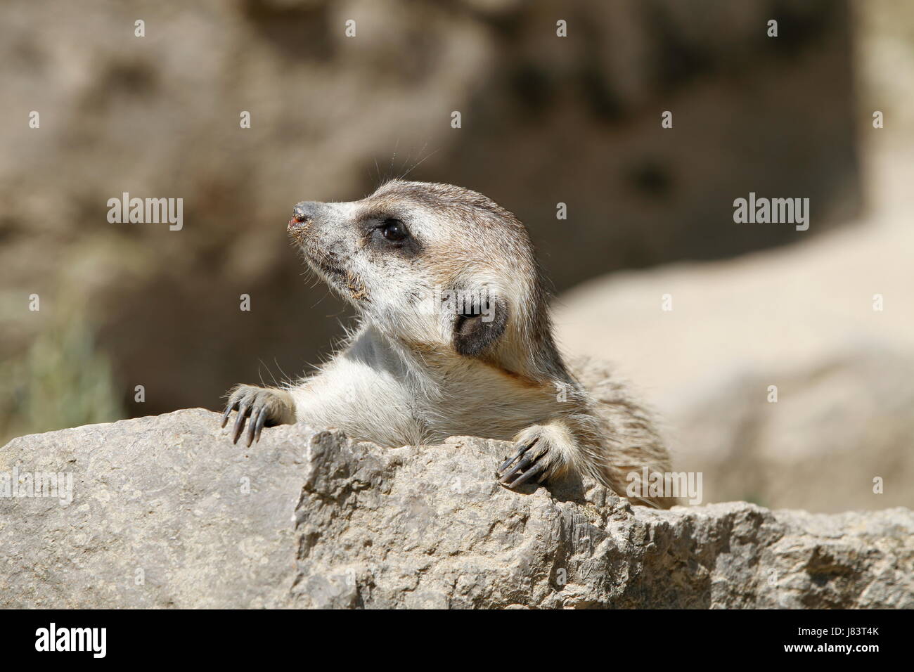 meerkats in close Stock Photo