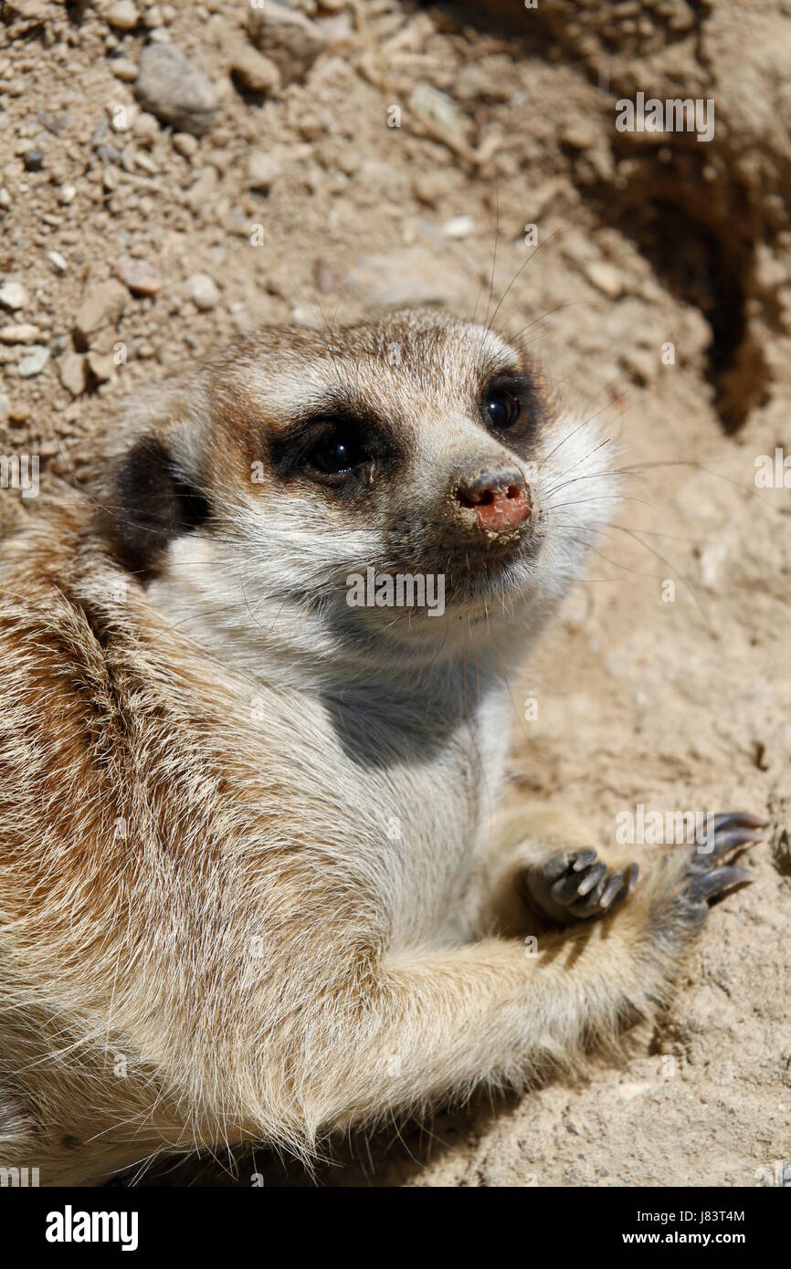 meerkats in closeup Stock Photo