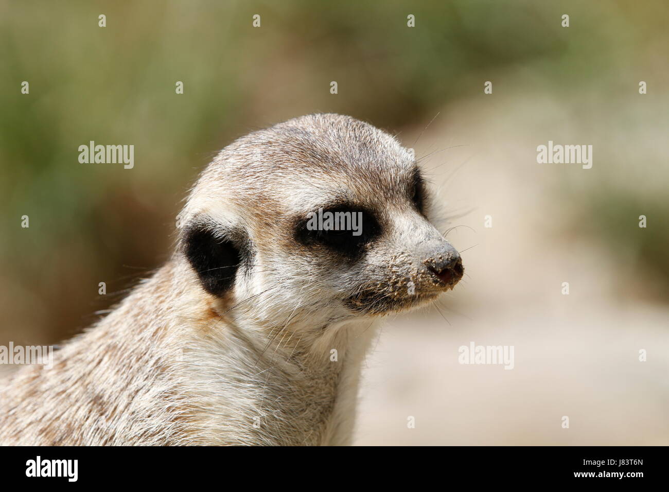 portrait animal portrait nose male meerkat meerkats head mammal ground soil Stock Photo