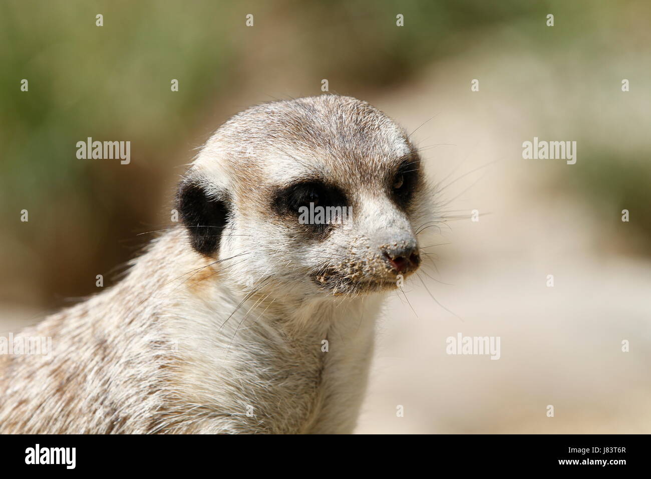 meerkats in closeup Stock Photo
