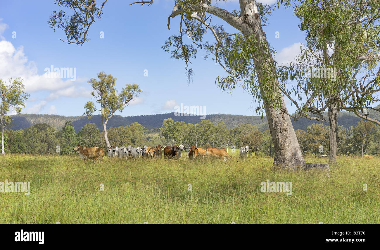 Rural Australian landscape panorama with gum trees and herd of brahman cows for beef cattle Stock Photo