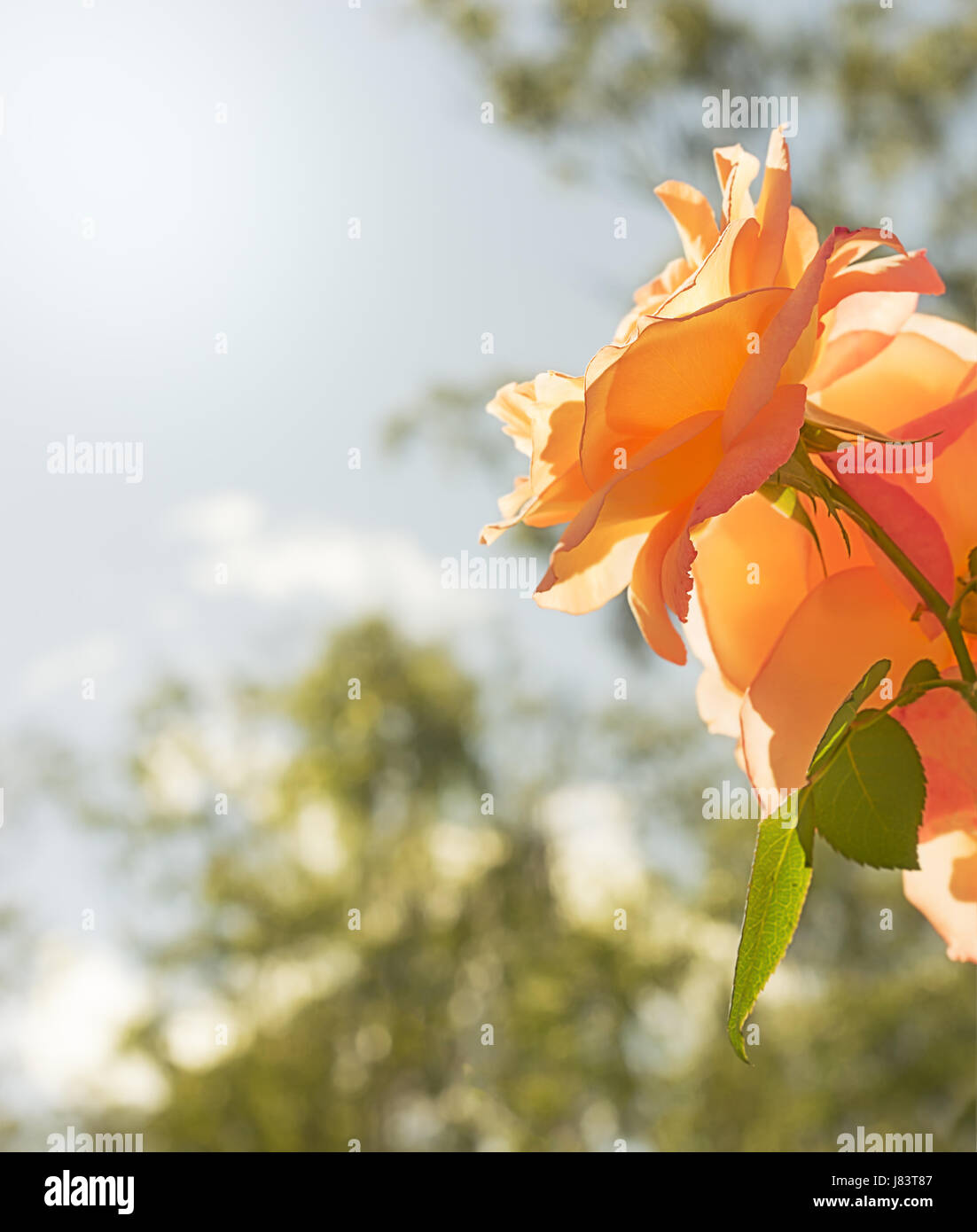 Rose flower background with neutral copy space suitable for sympathy, condolences, funeral or loss Stock Photo