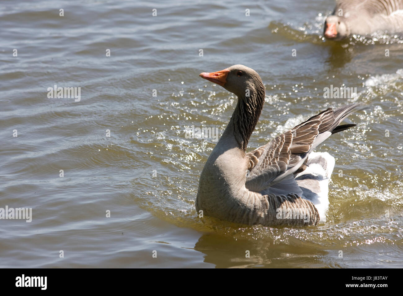 Different Angles of the Goose Feathers Collection Stock Image - Image of  gray, poultry: 31816413