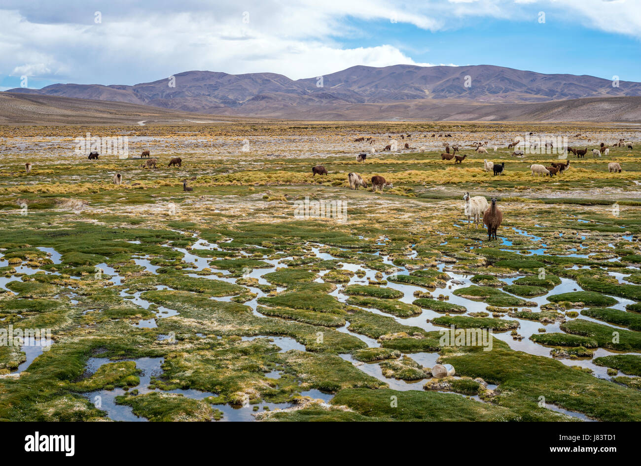 Llamas and alpacas graze in the mountains near Paso de Jama, Argentina-Chile Stock Photo