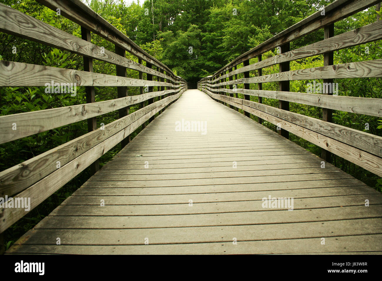 tree park wood bridge outdoor style of construction architecture ...