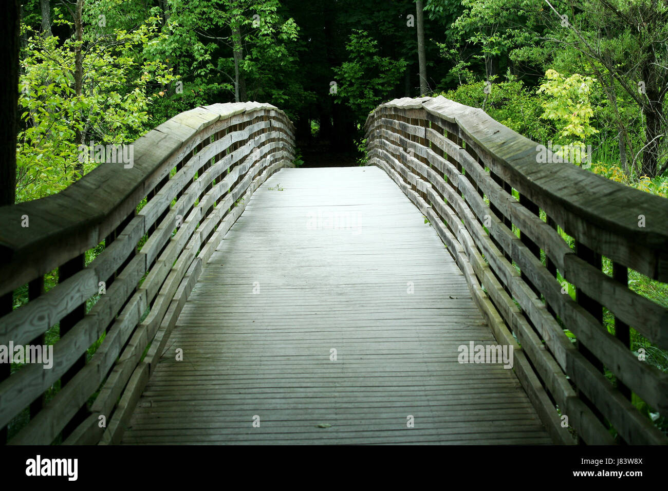 tree park wood bridge outdoor style of construction architecture ...