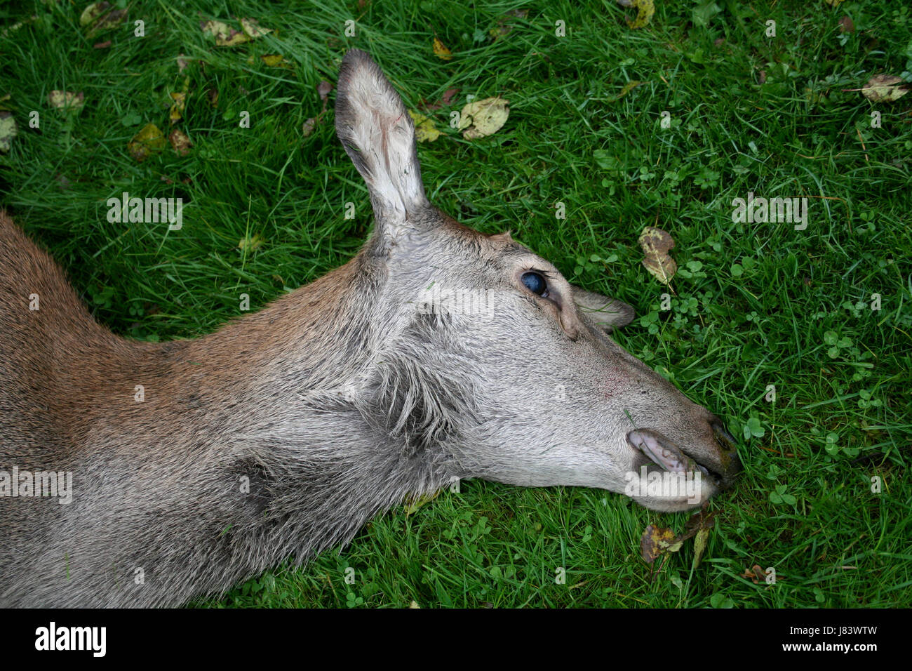 dead deer Stock Photo