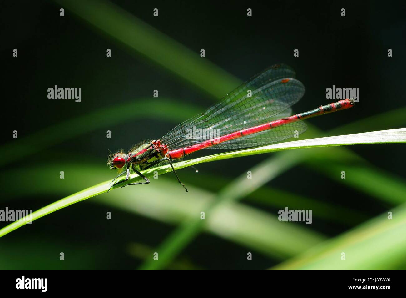 profile insect eyes wing spring dragonfly body profile legs macro close-up Stock Photo