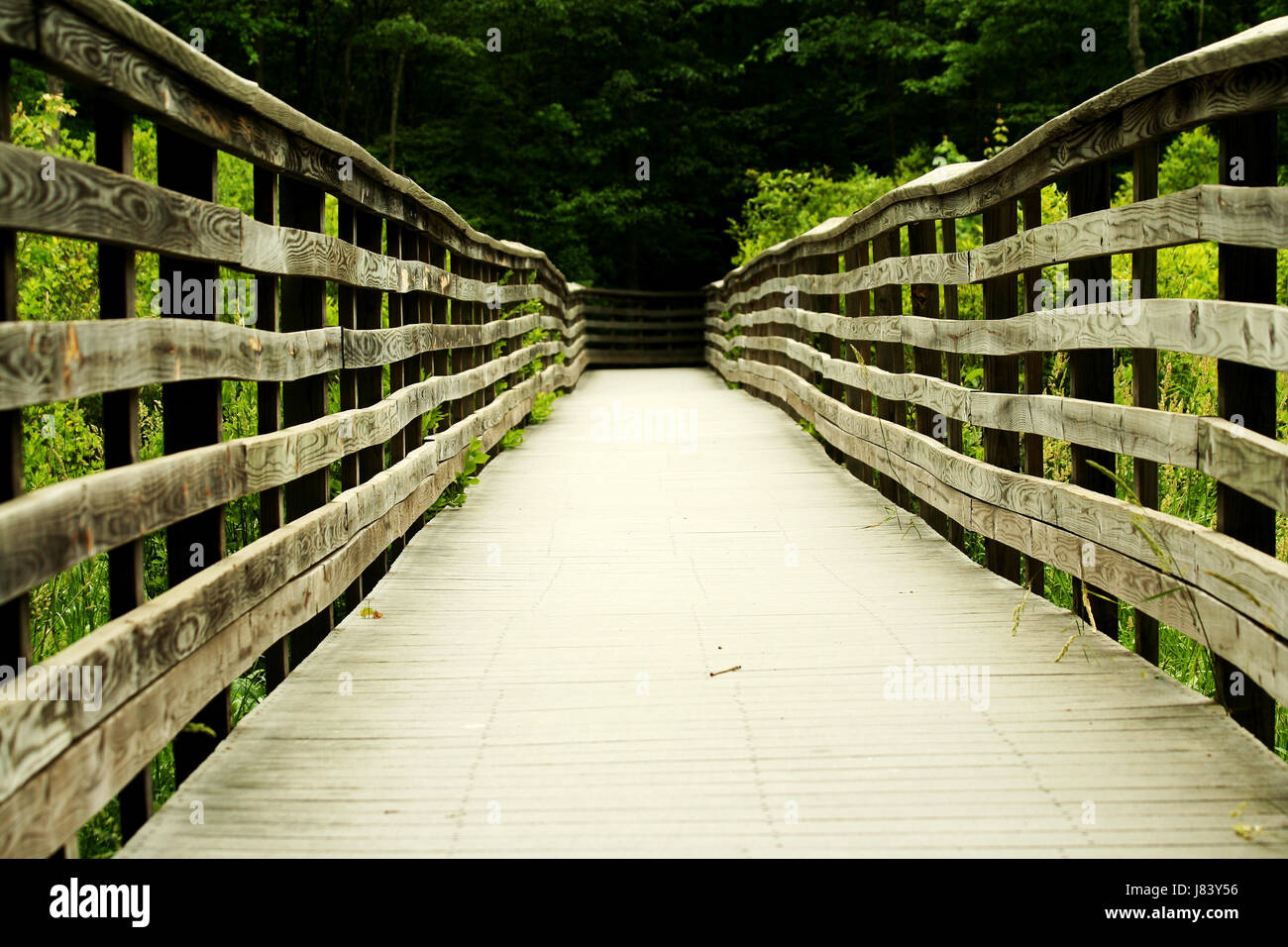 tree park wood bridge outdoor style of construction architecture ...