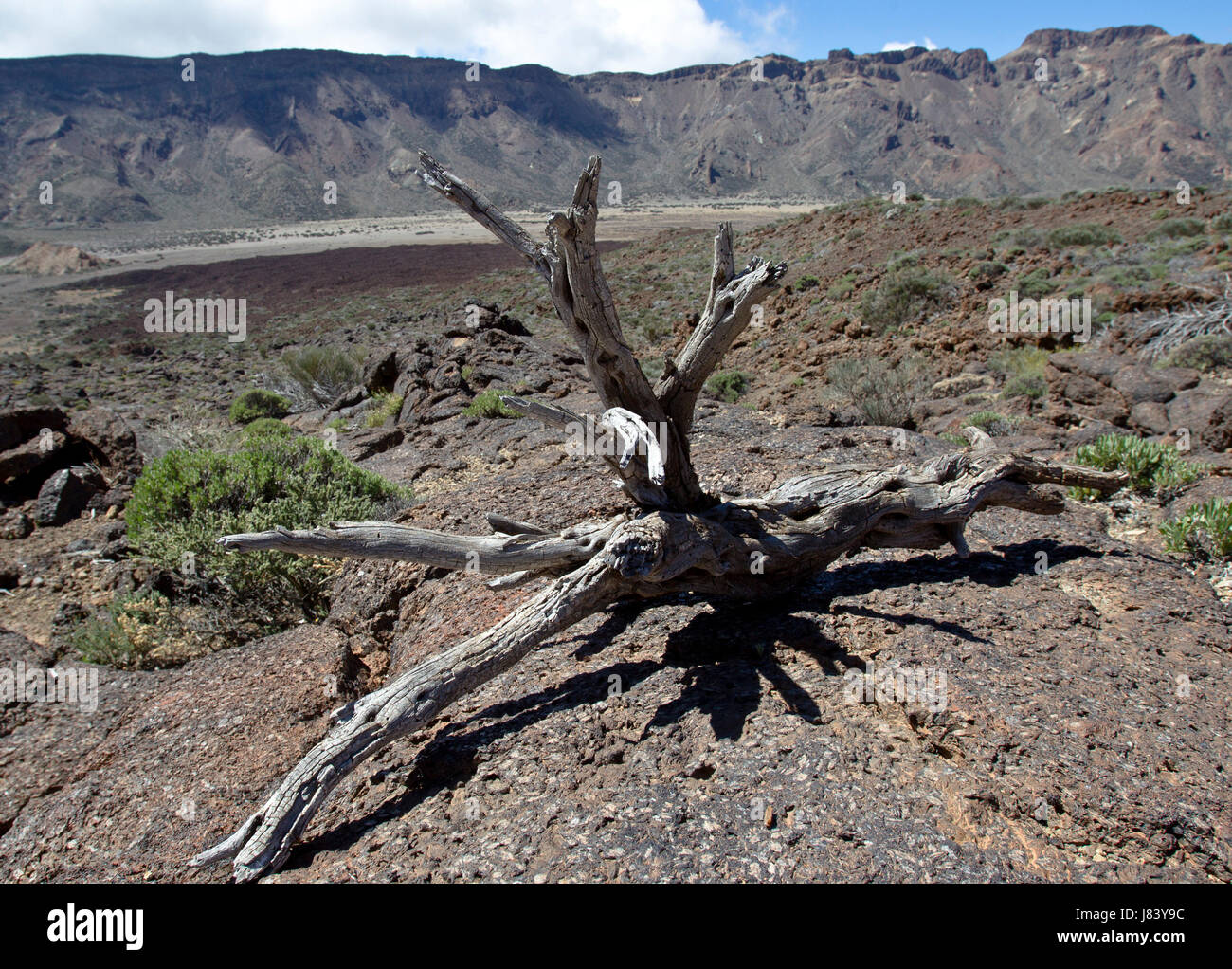 drought dry dried up barren sparse stinted water stone national park europe Stock Photo