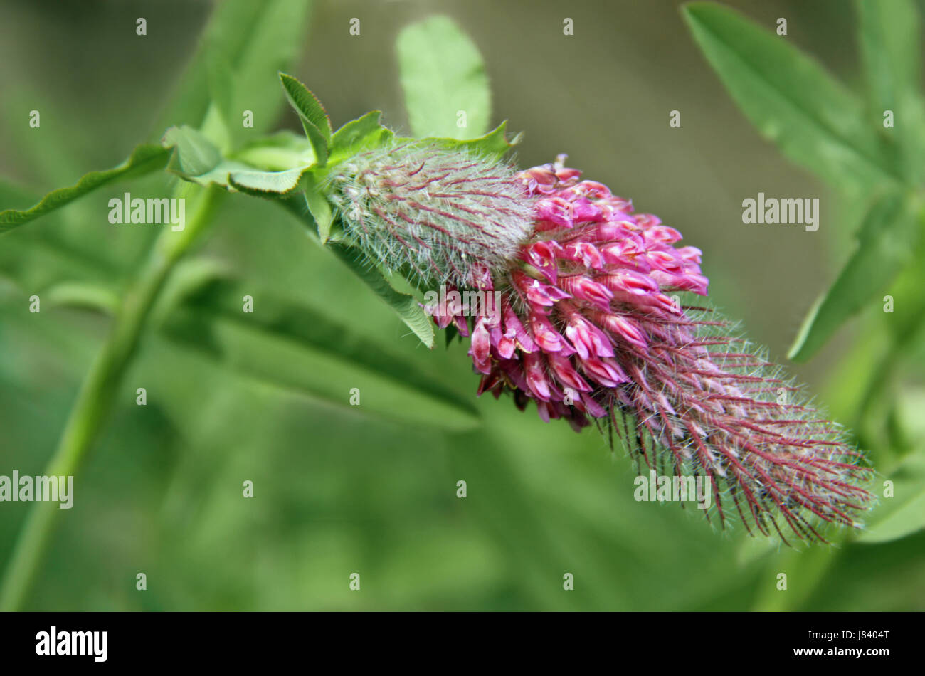 purple clover [trifolium rubens] Stock Photo